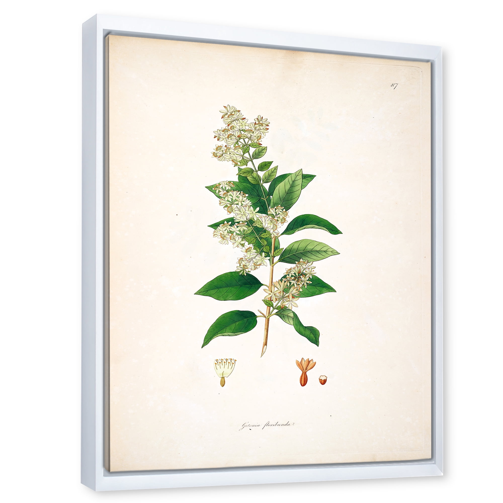 Designart 'Ancient Botanicals XVII' Farmhouse Framed Canvas Wall Art Print