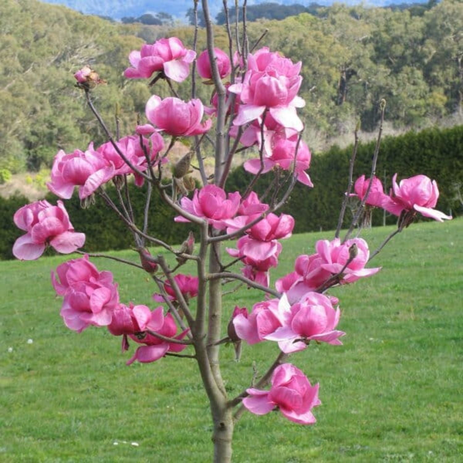 Expert Gardener 1-2' Magnolia Japanese Felix® Live Tree in 1 gal. Grower Pot