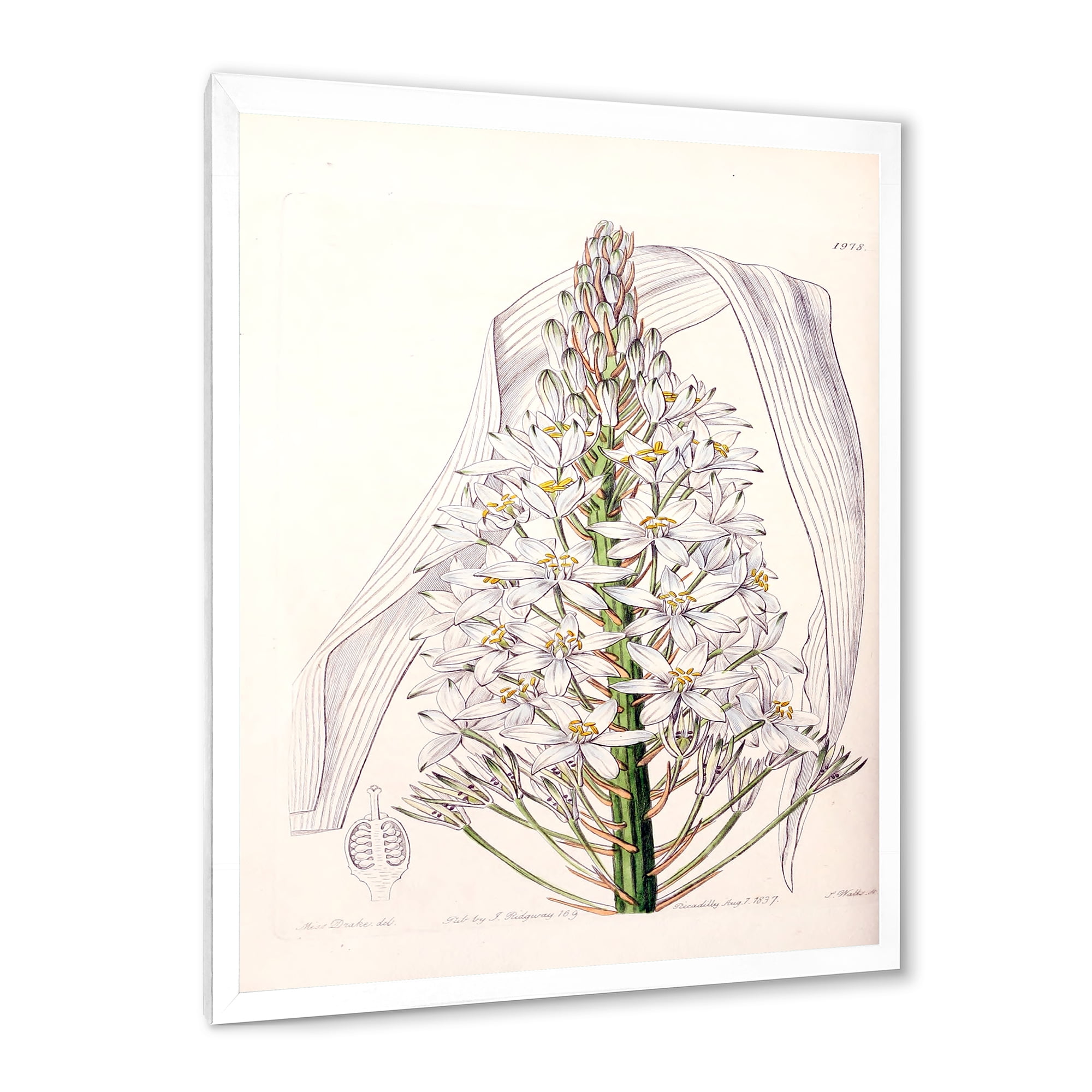 Designart 'White Vintage Orchid I' Traditional Framed Art Print
