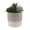 BE/CRM, variant on Succulent Mix in Two Tone 9" Cream/Beige Ceramic Planter