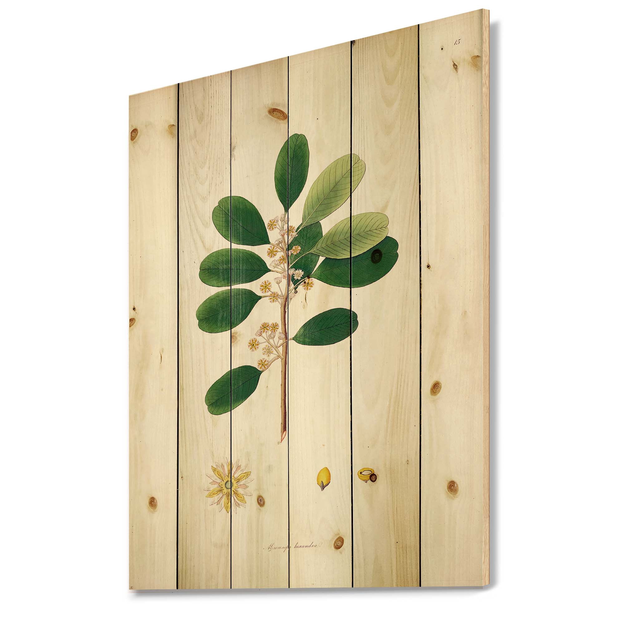 Designart 'Ancient London Plants IX' Farmhouse Print on Natural Pine Wood