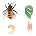 thumbnail image 1 of SHISUYAN Honey Bee Cognitive Models Multi Color For School Education 1 Set, 1 of 9