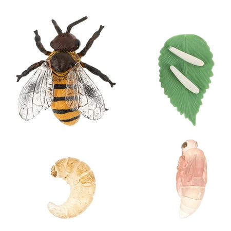 

1 Set of Honey Bee Life Cycle Models Children Cognitive Toys School Teaching Props