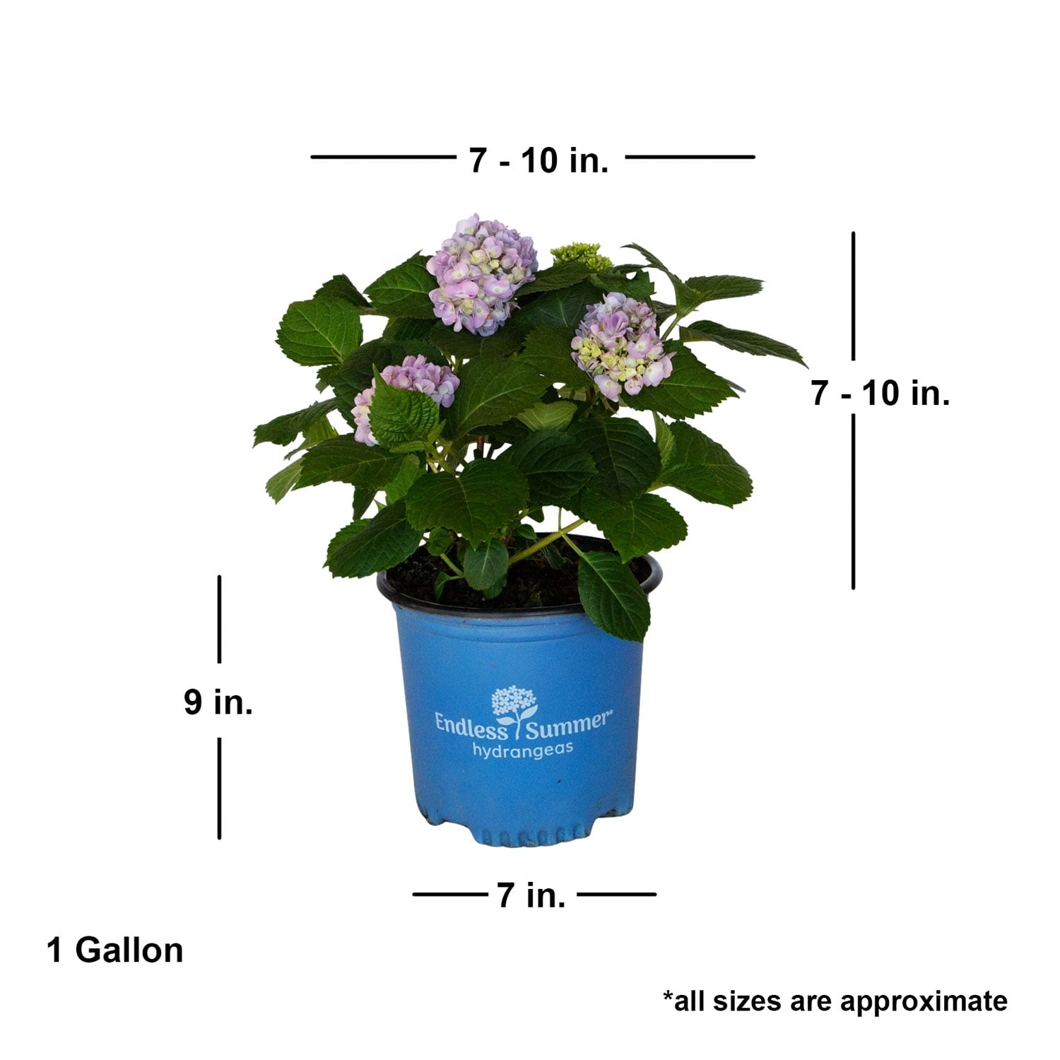 Endless Summer The Original Reblooming Hydrangea Live Shrub in 1-Gallon Grower Pot