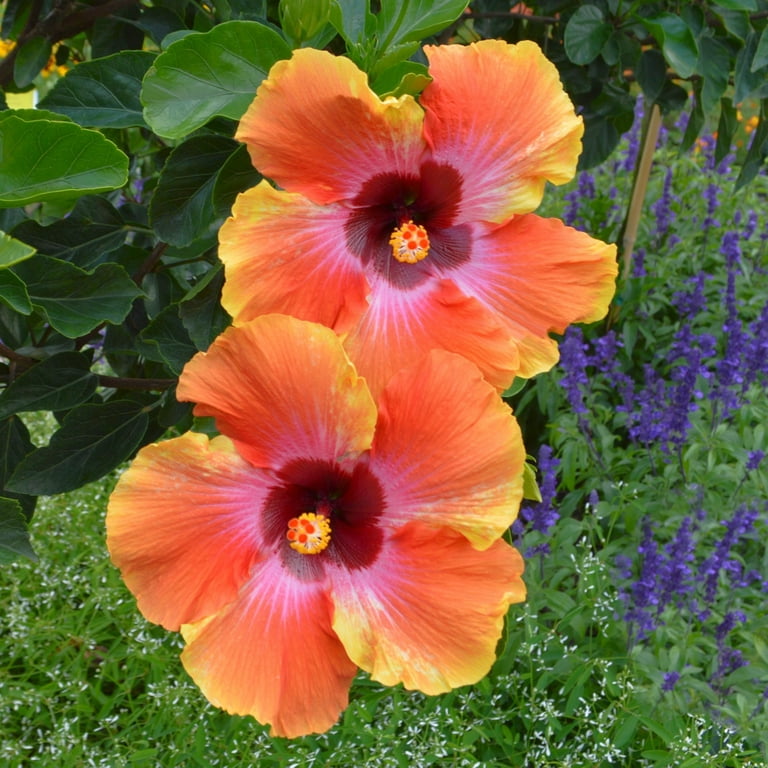 2 gal. Hibiscus Fiesta Braided Live Annual Tree with Multicolor