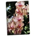 thumbnail image 2 of Gango Home Decor Moth Orchids V by Alan Hausenflock (Ready to Hang); One 24x36in Hand-Stretched Canvas, 2 of 4