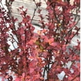 thumbnail image 4 of Orange Rocket Barberry - Berberis thunbergii f. atropurpurea 'Orange Rocket', 4 of 7
