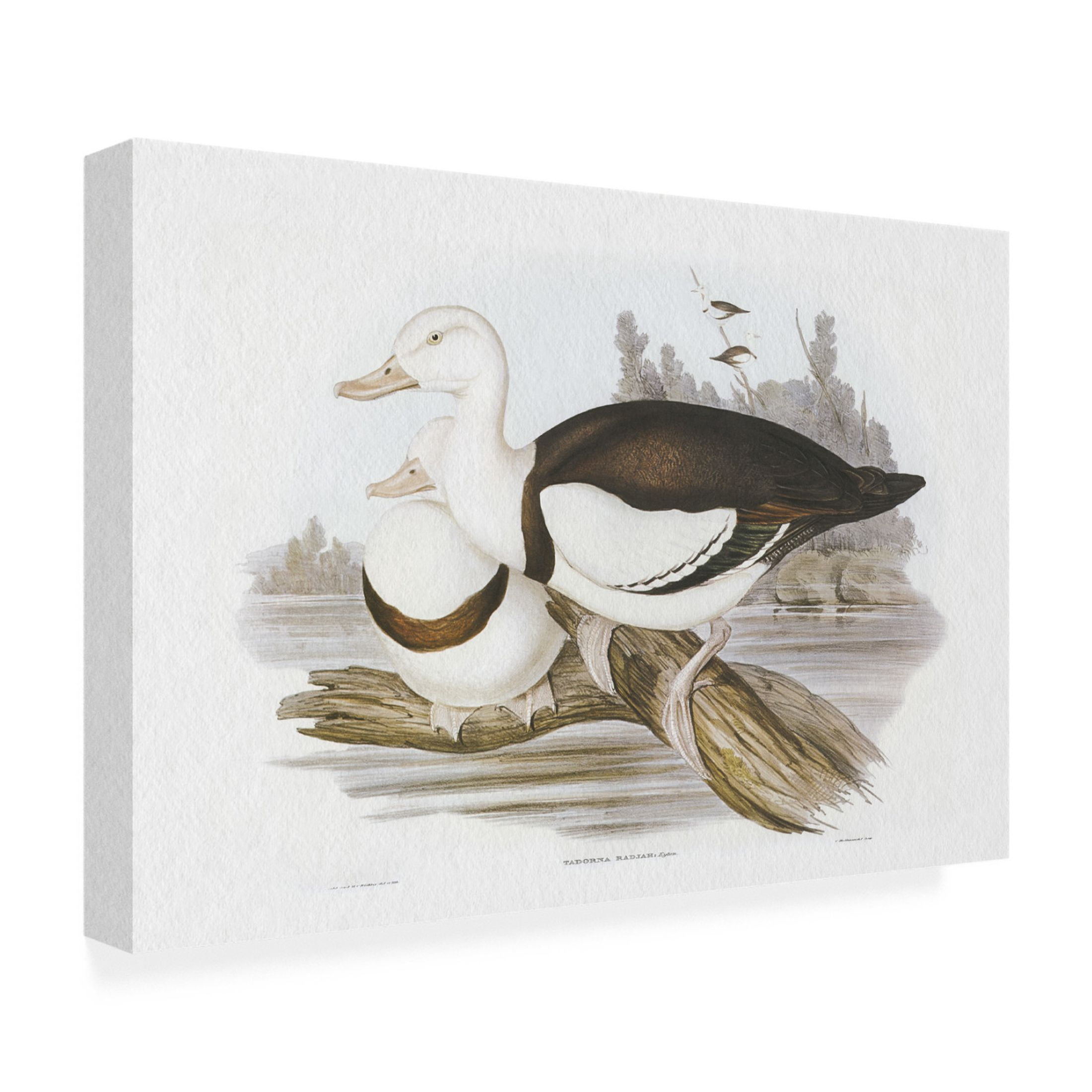 Trademark Fine Art Elizabeth Gould  Seabird Pairing II Canvas Wall Art