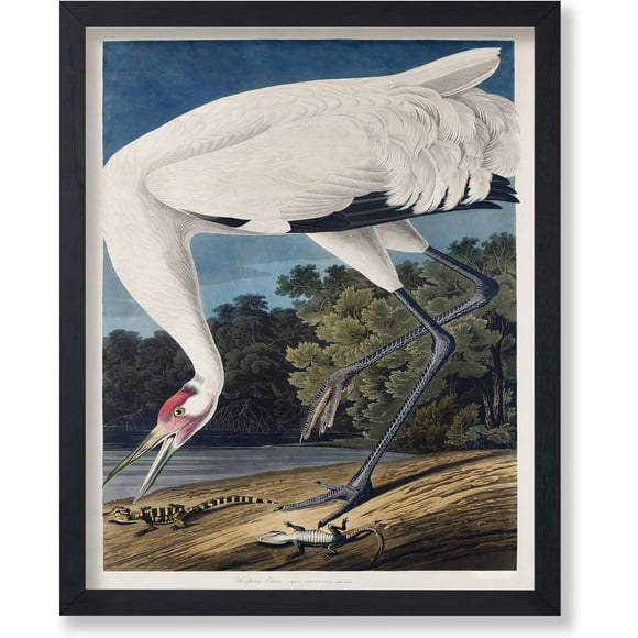 shiyou-Vintage James Audubon Poster - Retro Whooping Crane Print - Birds of America Art - Gift for Men, Women & Animal Lover - Decor for Dorm, Living Room or Bedroom - 8x10 UNFRAMED Wall Art