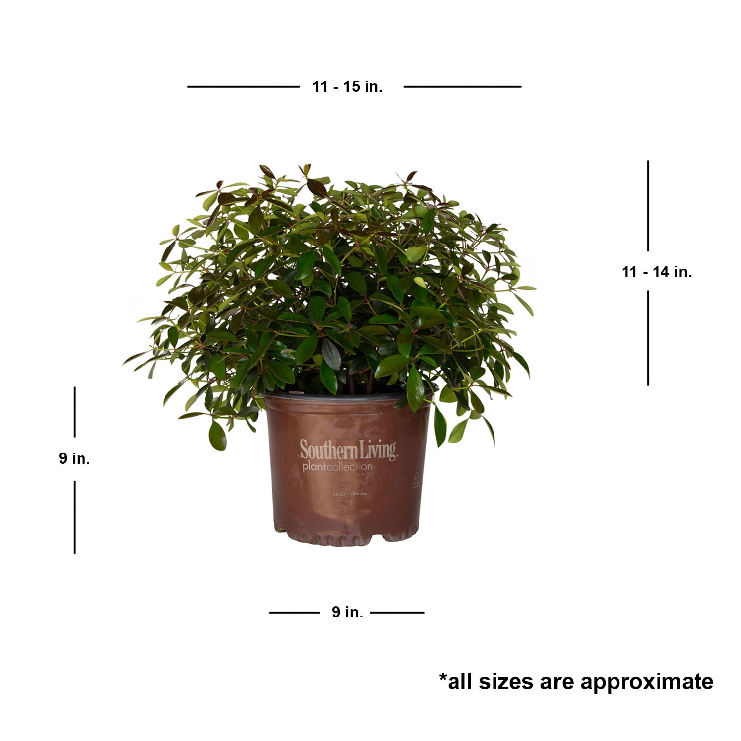 Southern Living LeAnn Cleyera Live Shrub in 3-Gallon Grower Pot