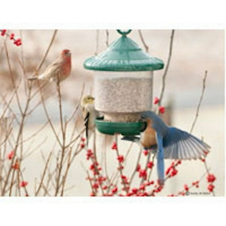 Bird Company GreenClinger Feeder