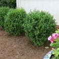 thumbnail image 3 of Perfect Plants NewGen Freedom® Boxwood 1 Gallon, 3 of 11
