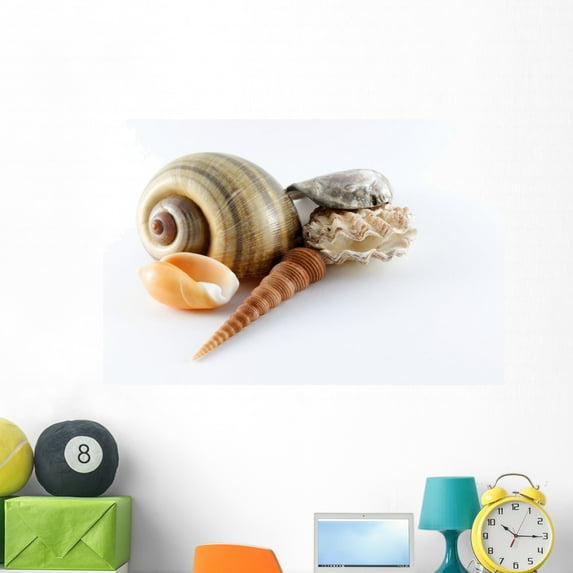Seashells Wall Mural Decal Sticker, Wallmonkeys Peel & Stick Vinyl Graphic (48 in W x 36 in H)