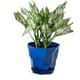 thumbnail image 4 of Caja de jardineras Bonsái - Maceta de plástico para patio con bandeja de drenaje, blanco/verde/azul/naranja, 15x12,5x11,5cm para suculentas, hierbas y jardinería interior/exterior, 4 of 8