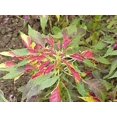 thumbnail image 3 of 150 TRICOLOR AMARANTHUS PERFECTA Summer Poinsettia Amaranth Flower Seeds *CombSH, 3 of 3
