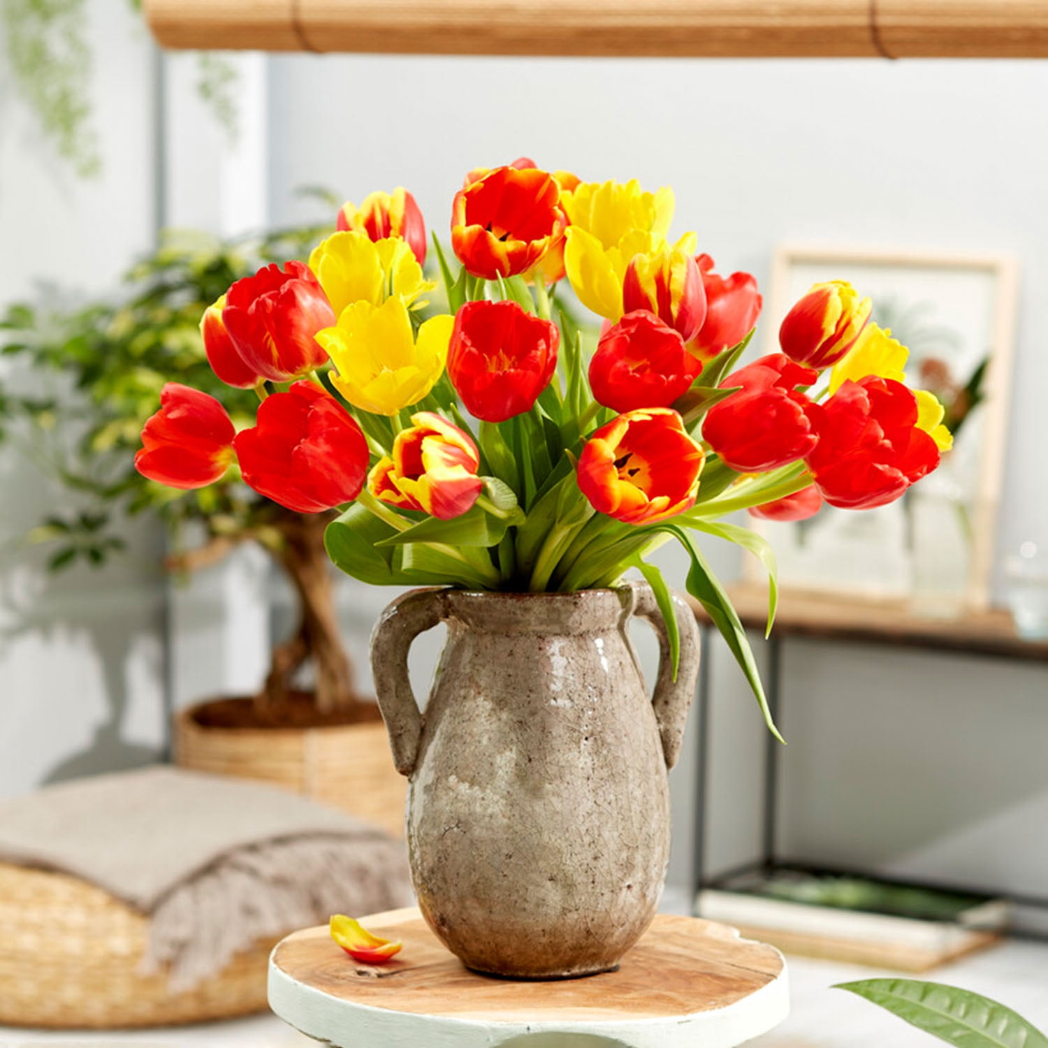 Garden State Bulb Yellow and Red Mix Darwin Hybrid Tulip Flower Bulbs, 12/+ cm (Bag of 25)