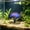 C, variant on Cififendec Cylindrical Transparent Ecological Fish Tank, 13.78"×4.72", Mini Aquarium for Desk Window Sill Decor, Indoor Small Landscape Lazy Fish Breeding Vessel Use