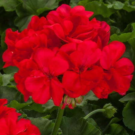 Geranium–Calliope Large Coral–Vibrant Blooms 10" Hanging Basket