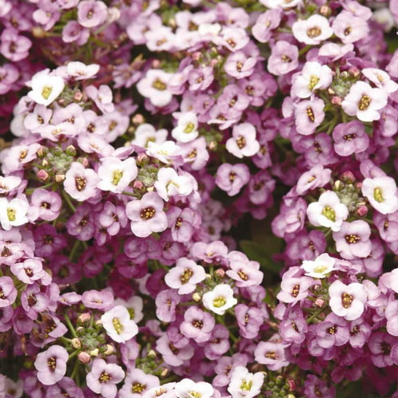 Outsidepride Lavender Shades Alyssum Ground Cover Plant & Flower Seed - 1000 Seeds