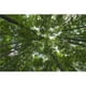 Posterazzi DPI12271032 Regardant vers le Haut dans la Canopée d'Arbres à Feuilles Caduques dans une Forêt d'Ontario - Impression d'Affiche de Strathroy Ontario Canada - 19 x 12 Po. – image 1 sur 1