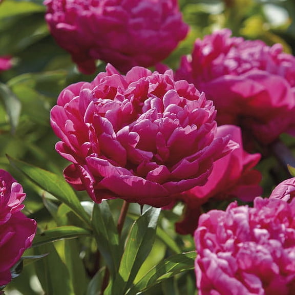 Van Zyverden Peonies Karl Rosenfield 3 Plant Roots Red Partial Sun Perennial Deer Resistant 1 lb