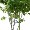 thumbnail image 6 of Miyuadkai Rattan Clip Clearance Items 50Pcs Multi Purpose Green Garden Binding Tape Plants Binding Tape Gardening Fish Bone Tying Thread Garden Tools Brown, 6 of 8
