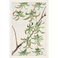 thumbnail image 2 of Morikaga, Megata 11x14 Black Ornate Wood Framed with Double Matting Museum Art Print Titled - Yanagi or willow, 2 of 4