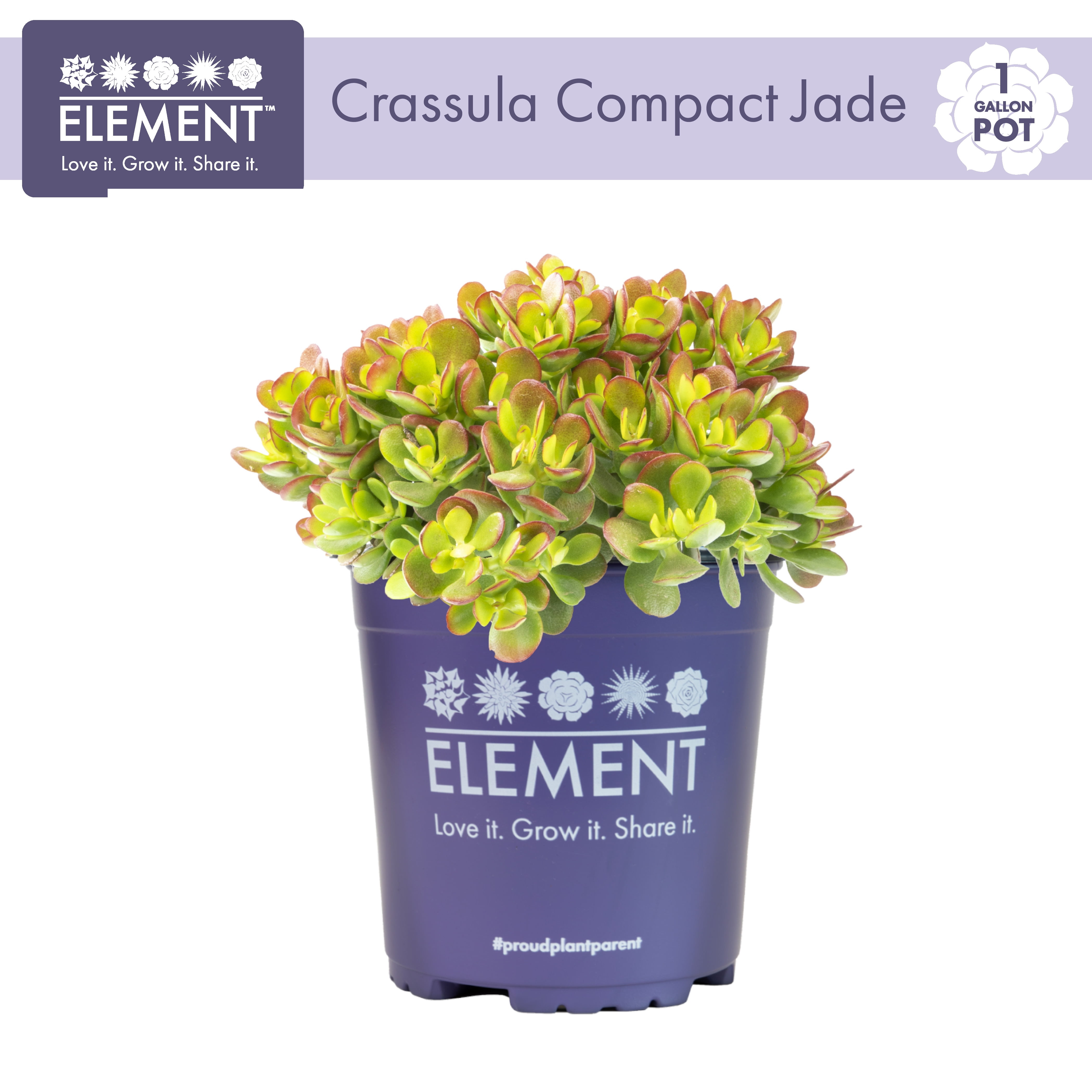 Element by Altman Plants 1Gal Dwarf Jade Live Plant