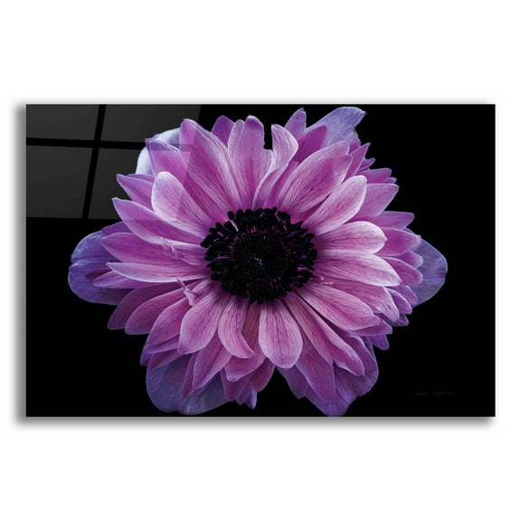 Epic Art 'Purple Anemone' by Elise Catterall, Acrylic Glass Wall Art, 24"x16"