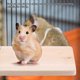 thumbnail image 4 of Trampolín De Madera De Juguete Con Plataforma De Soporte, Juguete De Plataforma De Escalada Para Mascotas, Juguete De Trampolín Para Mascotas, Para Muchas Mascotas Pequeñas Mgaxyff Pet Springboard Toy, 4 of 8