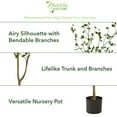 thumbnail image 2 of Nearly Natural 5' Minimalist Citrus Artificial Tree, 2 of 5