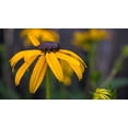 thumbnail image 2 of Brown-Eyed Susan Wildflower/ Biennal/ Full Sun/250 Seeds, 1/4 Gram/ Zellajake Farm and Garden - B116, 2 of 5