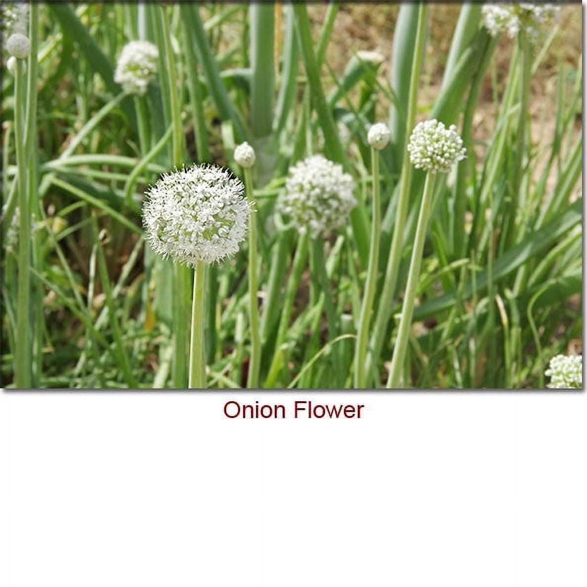 Onion Essential Oil 1 fl oz (30 ml) - 100% Pure and Natural by Silky Scents