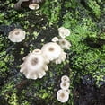 thumbnail image 4 of Cultures de Champignons Gourmet et Médicinales (Ciguë de Tigre (Lentinus tigrinus)), 4 of 4