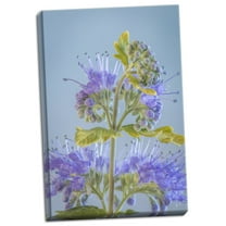 Gango Home Decor Contemporary Caryopteris V by Kathy Mahan (Ready to Hang); One 24x36in Hand-Stretched Canvas