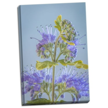 Gango Home Decor Contemporary Caryopteris V by Kathy Mahan (Ready to Hang); One 24x36in Hand-Stretched Canvas