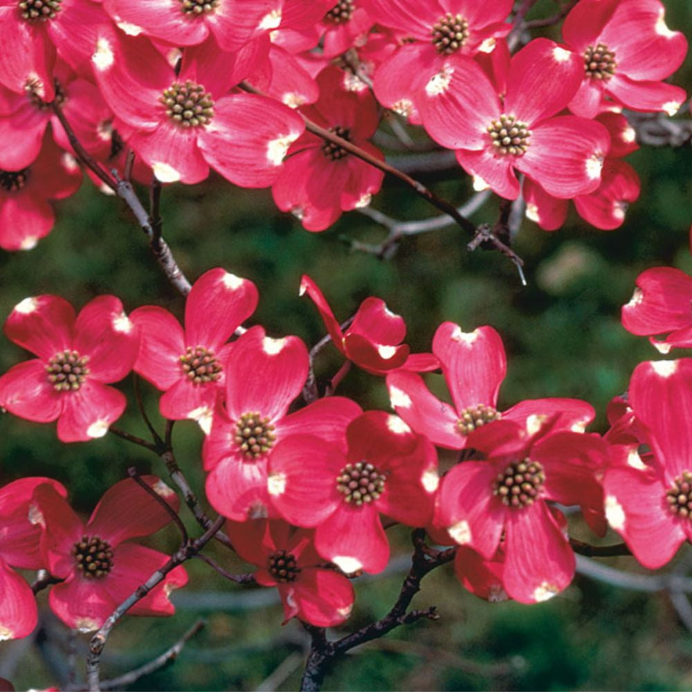 Expert Gardener 1- 1.5 ft tall Cherokee Brave Dogwood Live Tree in 1-Gallon Grower Pot