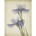 thumbnail image 3 of Stalus, Judy 12x14 Black Modern Framed Museum Art Print Titled - Parchment Flowers VIII, 3 of 5