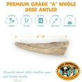 thumbnail image 4 of Whole Deer Antler for Dogs - Long Lasting Dog Chews for Aggressive Chewers - Single Ingredient Dog Treat & Odorless Deer Antlers for Small Dogs & Medium Dogs - 4-5" (1ct), 4 of 8