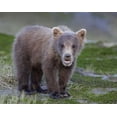 thumbnail image 2 of Morris, Arthur 32x26 Gold Ornate Wood Framed with Double Matting Museum Art Print Titled - AK, Lake Clark NP Brown bear spring cub, 2 of 4