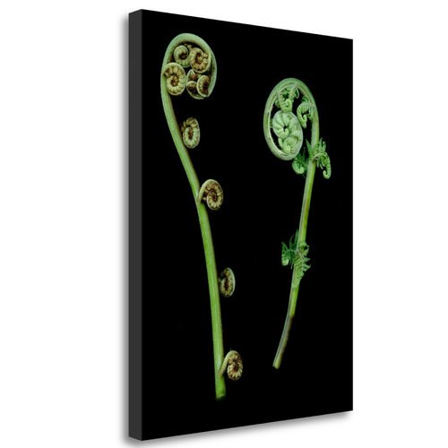 "Floral Color - 22" By Alan Blaustein, Fine Art Giclee Print on Gallery Wrap Canvas, Ready to Hang