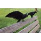 thumbnail image 4 of Paquete de 2 cuervos de plumas negras de gran tamaño hechos a mano para decoraciones de Halloween, 4 of 5