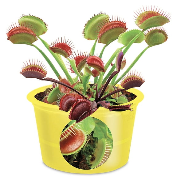 Current Ed Fly Trap Eco Seed Sprouts - Home Plant Germination Kit, Easy Growing and Gardening, Low-Maintenence