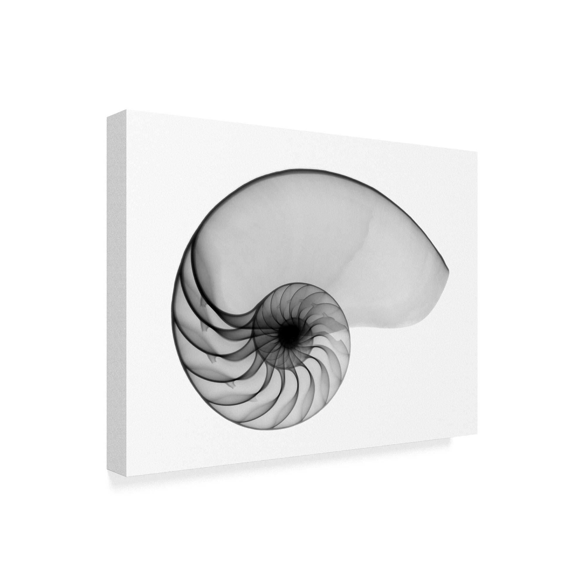 Trademark Fine Art 'Nautilus Shell Lite X Ray' Canvas Art by Bert Myers