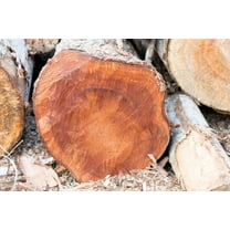 5 TRUE MAHOGANY TREE Honduran Big Leaf Sky Fruit Swietenia Macrophylla Seeds