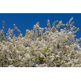 thumbnail image 2 of Peterson, Lee 14x11 Gold Ornate Wood Framed with Double Matting Museum Art Print Titled - Tree Blossoms II, 2 of 4