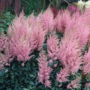 Van Zyverden Astilbe Erika Set of 5 Plant Roots Pink Partial Shade Perennial Pollinator 2 lbs