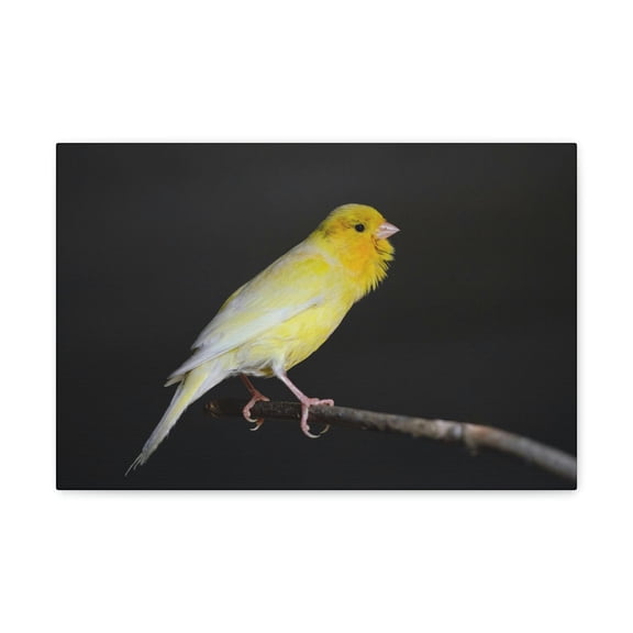 Majestic Canary Art Majestic Canary Print Animal Wall Art Wildlife Canvas Prints Wall Art Ready to Hang Unframed