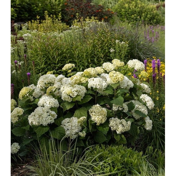 RedCrocus FlowerFull Smooth Hydrangea-Deciduous Shrub for Your Garden  3 Gallon
