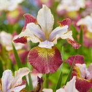 Van Zyverden Siberian Iris Sugar Rush Set of 3 Plant Roots Multicolor Full Sun Perennial Easy to Grow 2 lbs